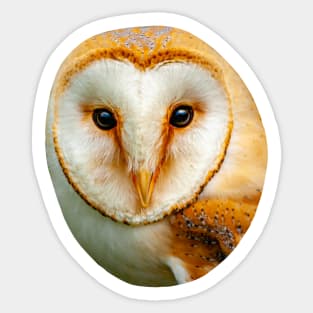 Barn Owl Sticker